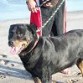 LE ENCANTA LA PLAYA,, TIENE EL PELO BIEN CORTITO Y PESA MAS DE 50 KILOS, Y NO LE GUSTA EL AGUA 